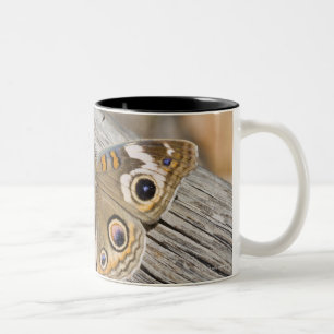 Nah oben vom gemeinen Rosskastanienschmetterling Zweifarbige Tasse