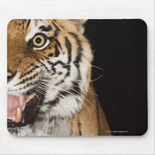 Nah oben vom Gesicht des Brüllentigers Mousepad