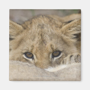 Nah oben vom Gesicht des Löwejungen Magnet