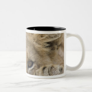 Nah oben vom Gesicht des Löwejungen Zweifarbige Tasse