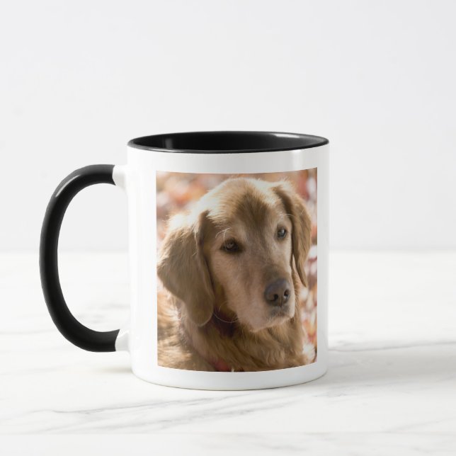 Nah oben vom goldenen Labrador-Retrieverhund Tasse (Links)