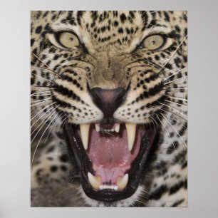 Nah oben vom knurrenden Leoparden Poster