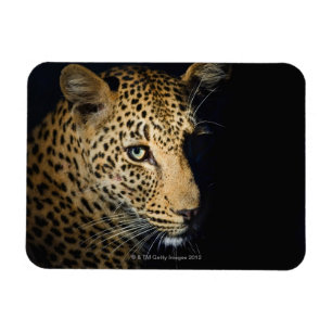 Nah oben vom Leoparden, größerer Kruger Magnet