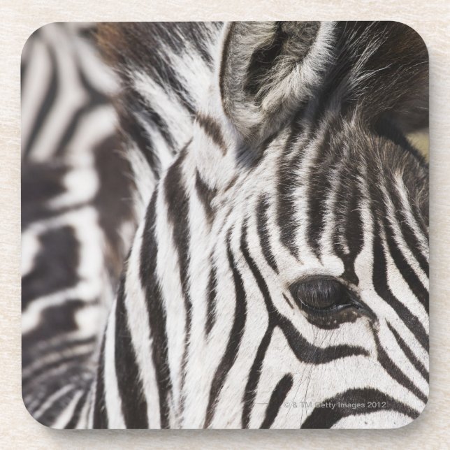 Nah oben vom Zebra Untersetzer (Vorderseite)