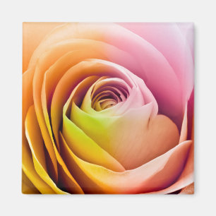 Nah oben von den bunten Rosen-Blumenblättern Magnet