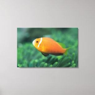 Nah oben von den Malediven-Anemonenfischen, Leinwanddruck