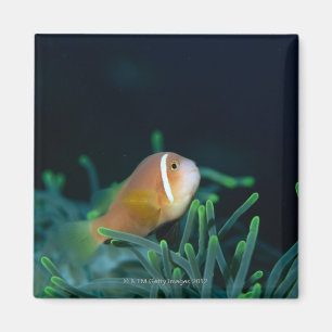 Nah oben von den Malediven-Anemonenfischen, Magnet