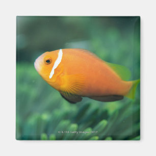 Nah oben von den Malediven-Anemonenfischen, Magnet