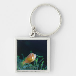 Nah oben von den Malediven-Anemonenfischen, Schlüsselanhänger