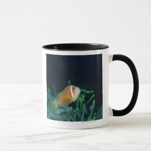 Nah oben von den Malediven-Anemonenfischen, Tasse