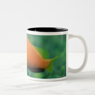 Nah oben von den Malediven-Anemonenfischen, Zweifarbige Tasse