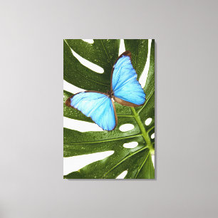 Nah oben von einem blauen Morpho Schmetterling auf Leinwanddruck
