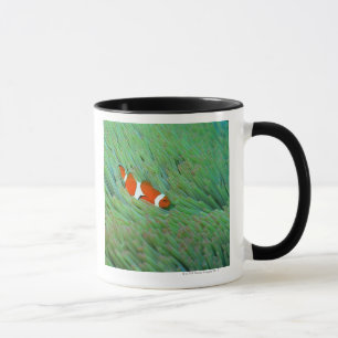 Nah oben von einem Clownanemonenfisch, Okinawa, Tasse