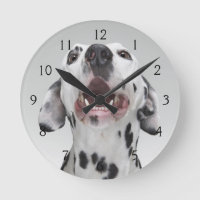 Nah oben von einem Dalmatinerhund