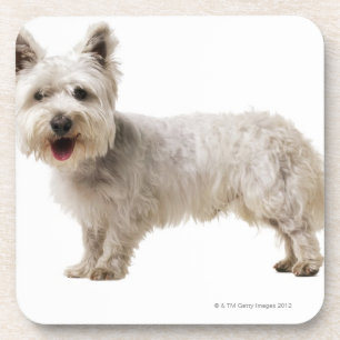 Nah oben von einem Terrier Untersetzer