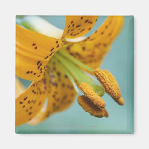 Nah oben von einer gelben Lilie Magnet