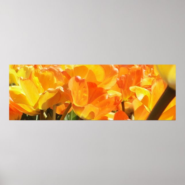 Nah-Orange- und Gelbtulpen Poster (Vorne)