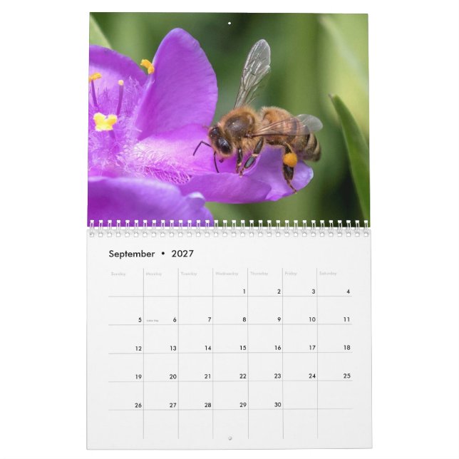 Nah und persönlich mit dem Bienen-Foto Kalender (Sep 2027)