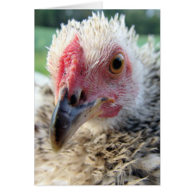 Nah und persönlich mit einem Frizzle (Vorne)