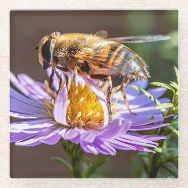 Nah Up a Bee on a Lila Blume Glasuntersetzer (Vorderseite)