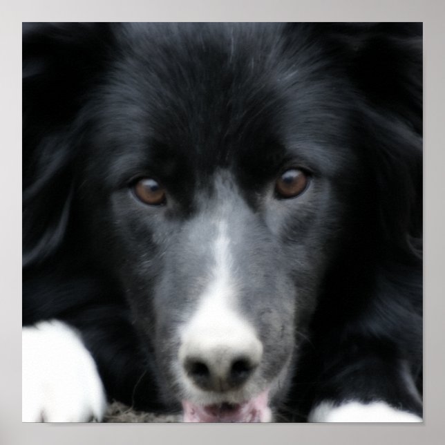 Nah Up Black Border Collie Dog Face Poster (Vorne)