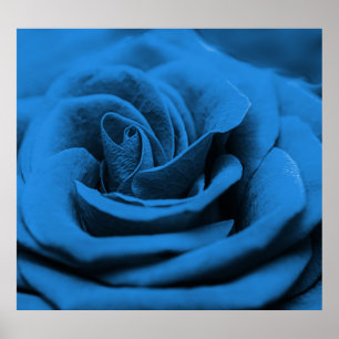 Nah-up blaue rote Rose, Makro-Schönheit. Poster