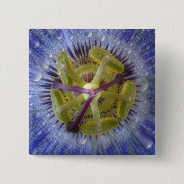 Nah-up der aufgeweckten Leidenschaft Blume. Kredit Button (Vorderseite)