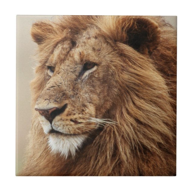 Nah-up der männlichen Löwe Fliese (Vorderseite)