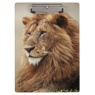 Nah-up der männlichen Löwe Klemmbrett