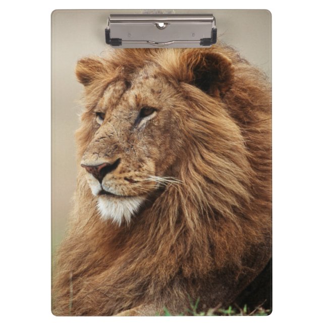 Nah-up der männlichen Löwe Klemmbrett (Vorderseite)