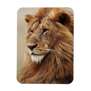 Nah-up der männlichen Löwe Magnet