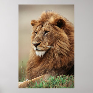 Nah-up der männlichen Löwe Poster