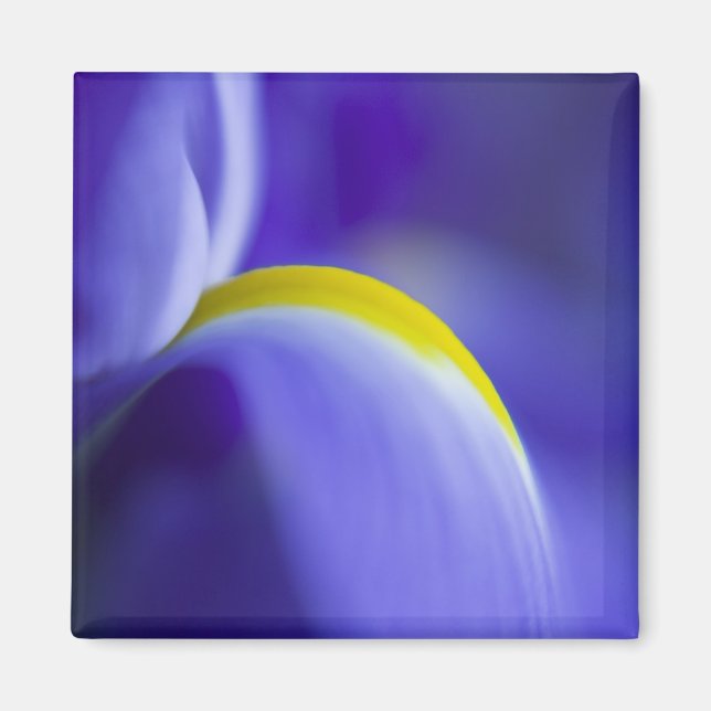 Nah-up-Detail einer Blauen Flagge Iris. Magnet (Vorne)