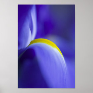 Nah-up-Detail einer Blauen Flagge Iris. Poster