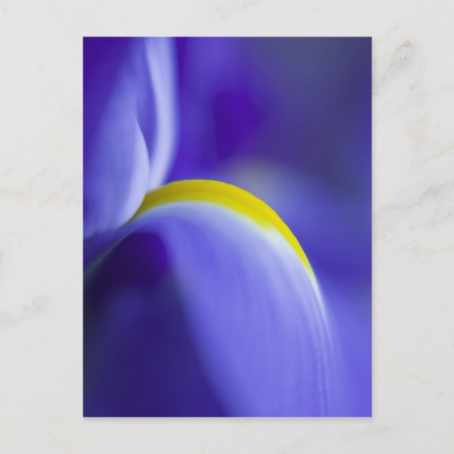 Nah-up-Detail einer Blauen Flagge Iris. Postkarte (Vorderseite)