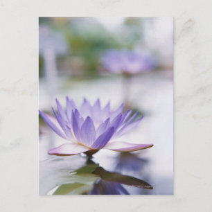 Nah-Up einer Lila Wasserlilie Postkarte