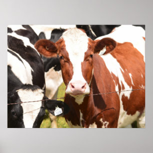 Nah-up Face of Red, White Holstein Dairy Cow Poster