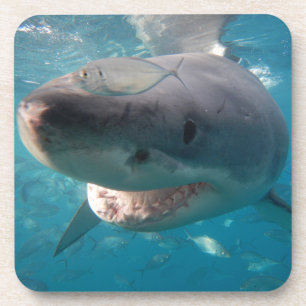 Nah-up-Foto von Great White Shark Getränkeuntersetzer