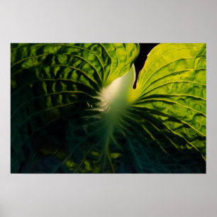 Nah Up Green Hosta Leaf auf Black Poster