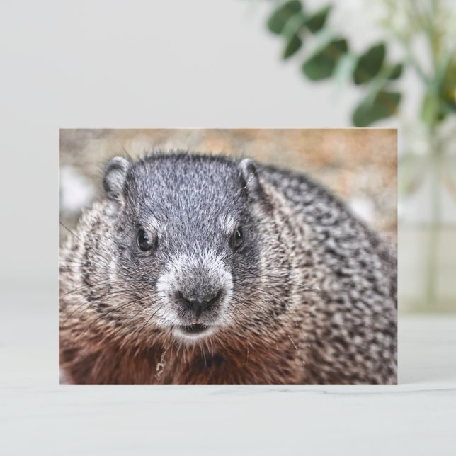 Nah-up Groundhog Portrait Postkarte (Von Creator hochgeladen)