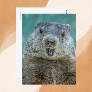 Nah-up Groundhog Portrait Postkarte