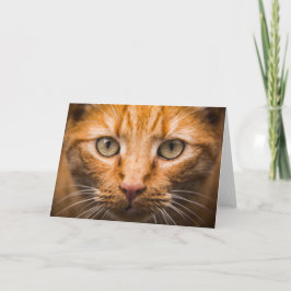 Nah-Up-Grußkarte für Cat Karte