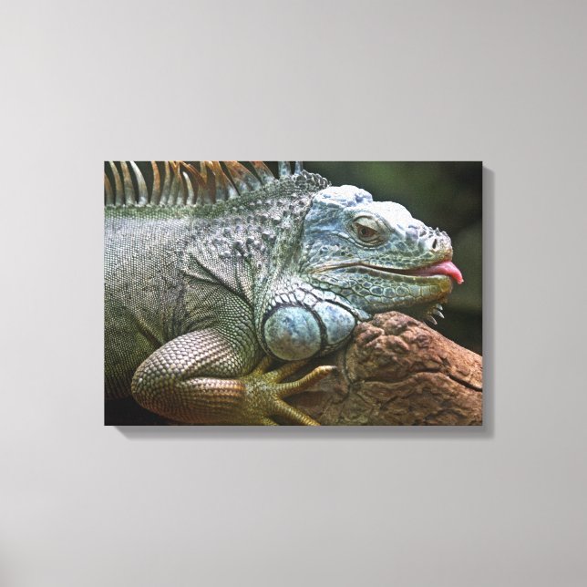 Nah-Up-Leinwand von Iguana Leinwanddruck (Vorderseite)