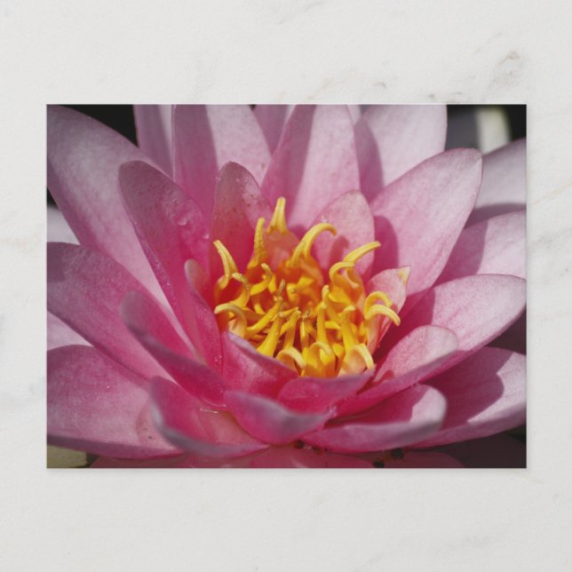 Nah up Lilly Postkarte (Vorderseite)