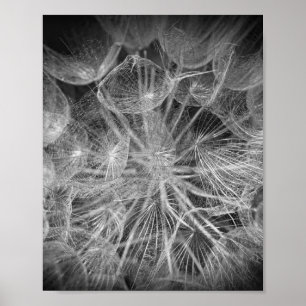 Nah Up Macro Dandelion Puffball Nature Poster