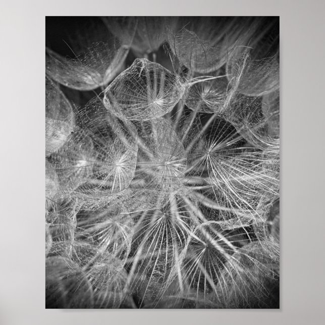 Nah Up Macro Dandelion Puffball Nature Poster (Vorne)