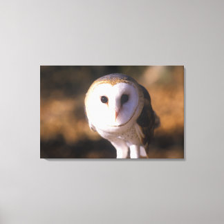 "Nah-up of Barn Owl, Land between Lake, KY" Leinwanddruck