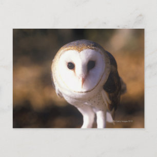"Nah-up of Barn Owl, Land between Lake, KY" Postkarte