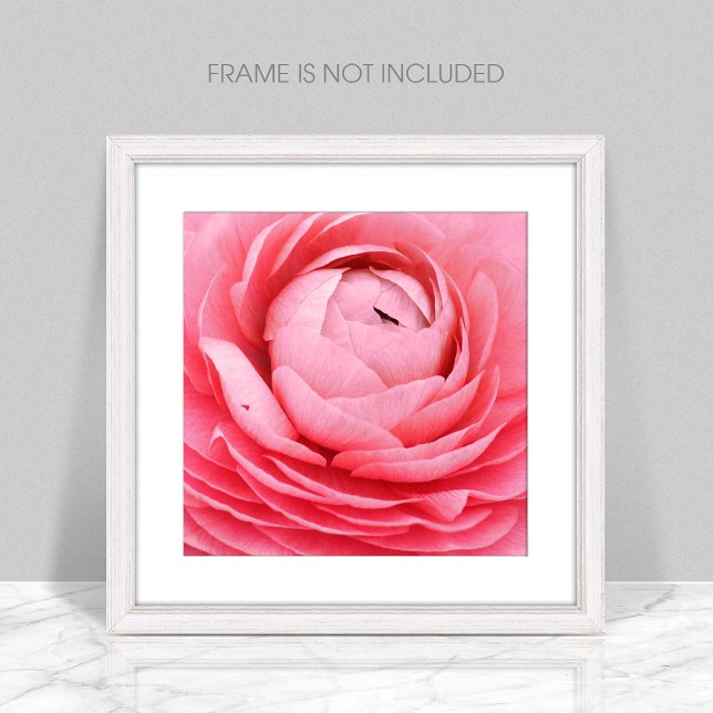 Nah-up-Pink-Blume-Poster Poster (Von Creator hochgeladen)