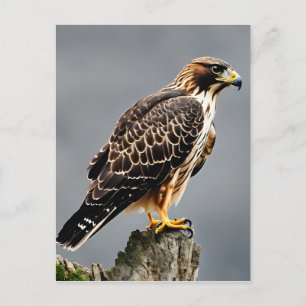 Nah-up-Portrait eines Falken Postkarte